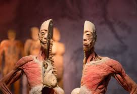 Maybe you would like to learn more about one of these? Real Bodies Exhibition Anatomy Of A Controversy Monash Lens