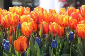 Daarnaast vind in de avond voor koningsdag ook de lintjesregen plaats. Tips Voor Koningsdag 2021 Bollenstreek