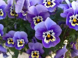 Flower names that work for baby girls range from the exotic amaryllis to zinnia to the everyday, such as like violet, lavender and lilac, ianthe is a purple flower name. 22 Purple Flowers For Gardens Perennials Annuals With Purple Blossoms