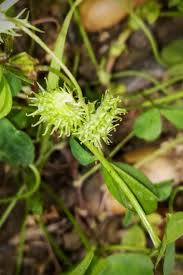 Image result for Medicago polymorpha