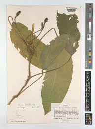 Image result for Culcasia falcifolia