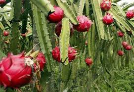 Check spelling or type a new query. Nama Buah Buahan Yang Mencatut Nama Binatang Part 1