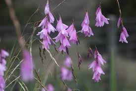 Image result for Dierama
