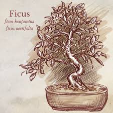 A stunning tree specimen, indian laurel fig, or ficus retusa, is another variety that is great for beginners—it recovers readily from pruning mistakes (mistakes that might permanently stunt other types of bonsai trees). Five Species That Make Great Indoor Bonsai Dengarden