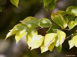 Image result for Celtis africana