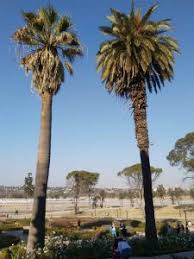 Image result for Washingtonia