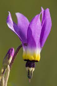 The amethyst shooting star is a member of the primrose family (primulaceae). Photographs By Mark Chappell Star Flower Plants Beautiful Flowers