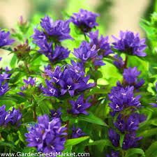 Irrigate soil immediately after fertilizing. Dwarf Clustered Bellflower Seeds Campanula Glomerata Acaulis 2000 Seeds Garden Seeds Market Free Shipping