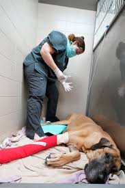 If you're traveling from the united states or canada, a usda (or cfia) accredited veterinarian must complete the. Covid 19 Pet Boom Has Veterinarians Backlogged Burned Out