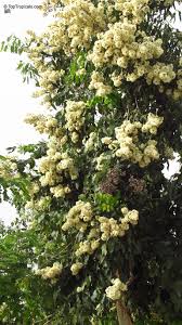 Image result for Eucalyptus torelliana