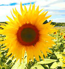 Sunflower Animated Gif Http Bestanimations Com Nature Flora Large Yellow Sunflower Close Up Animated Gif Gif Flowers Gif Flower Pictures Best Flowers Images