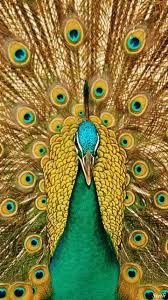 Decent Image Scraps Peacock Animation Pretty Birds Animals Beautiful Birds