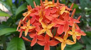 Maybe you would like to learn more about one of these? Top 22 Florida Flowers With Pictures Native And Non Native