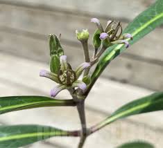 Image result for Raphionacme