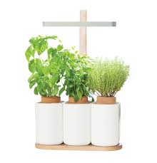 lilo mini potager d interieur potager potager dinterieur jardin interieur