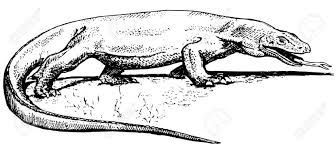 Komodo dragon lizard coloring pages download template. Best Komodo Dragon Clipart 16463 Clipartion Com