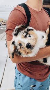 Pin By Sophia On Animals Cute Baby Animals Cute Dogs Cute Dogs And Puppies
