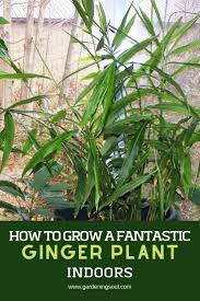 The ginger root is not only great for cooking. How To Grow A Fantastic Ginger Plant Indoors Ginger Plant Plants Indoor Plants