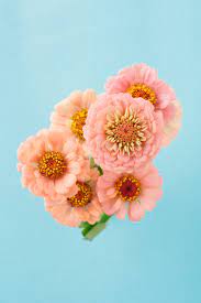Zinnia Flower Bouquet On Blue Zinnia Flowers Zinnias Flowers