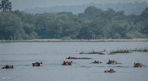 البركة جفت وأفراس النهر في خطر داهم الراي