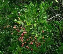 Image result for Symphonia globulifera