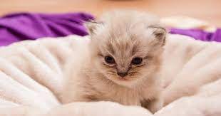 Apalagi jika yang kamu beli adalah jenis peaknose ekstrim, bersiaplah untuk mengeluarkan bujet lebih mahal lagi. Cara Membeli Kucing Persia Yang Bagus Dan Sehat Hobinatang