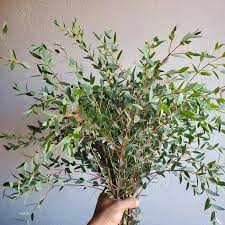 Image result for Eucalyptus