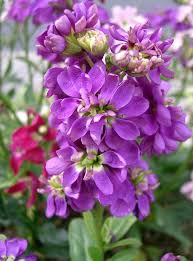 Image result for Matthiola