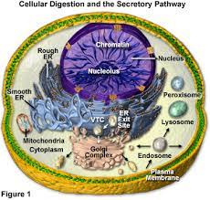 We did not find results for: Molecular Expressions Cell Biology Cell Digestion And The Secretory Pathway
