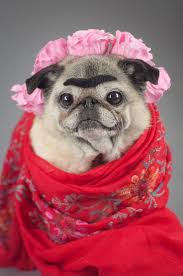 Check out the top 70+ pug halloween costumes to inspire from! Pin On Pug Funny