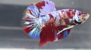 Cupang giant merupakan hibrida cupang plakat jantan yang berukuran 10 cm dengan jenis betina lain yang ukurannya hampir sama. Ikan Cupang Giant Multi Color Galaxy Bo 5cm Youtube