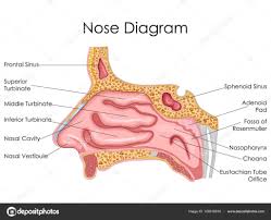 Nose Chart Medical Education Chart Of Biology For Nose