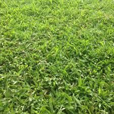 Image result for Axonopus flexuosus