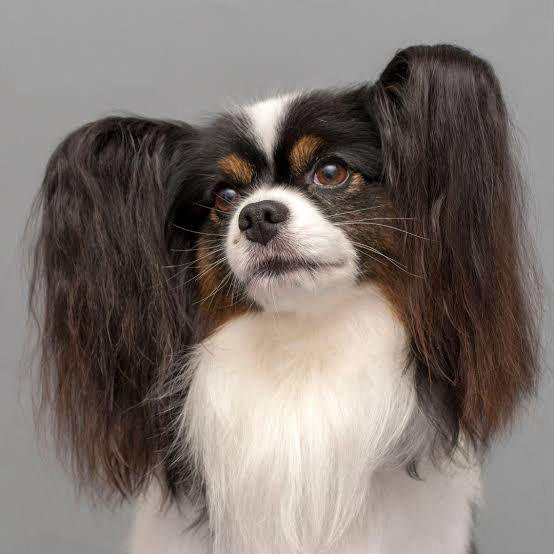 Papillon Dog Breed Information and Characteristics - Potty Buddy