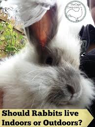 Creamy rabbits are common and are found only in deserts and in their variants with oases. Should Rabbits Live Indoors Or Outdoors