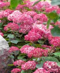 Image result for Hydrangea arborescens Pink Anabelle