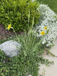 Image result for Vellereophyton dealbatum