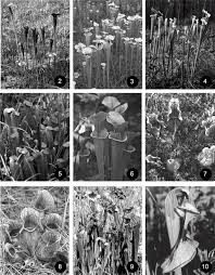 Try mouthwatering fish tacos, fish and guacamole to form your opinion about cactus flower cafe. Flesh Flies Diptera Sarcophagidae Associated With North American Pitcher Plants Sarraceniaceae With Descriptions Of Three New Species