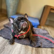 🐾🎉 Meet Larry: Our Newest Frenchie Pup! 🎉🐾 Say hello to Larry, our  adorable French Bulldog! 🐶❤️ We've shown you a glimpse of Larry in action,  but now it's time for the