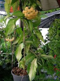 Hoya Kenejiana Nugget Somjit S Picture 2 In 2021 Hoya Plants Hoya Plant Plants