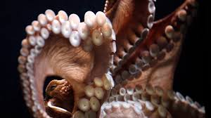 May 17, 2006 · since the infundibulum is sealed against a surface, water can't get in; 9 Brains 3 Hearts Some Wild Facts About Octopuses Ctv News