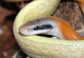 This is a list of reptiles of sri lanka. Saturn 2016 Ridley S Cave Dwelling Rat Snake Orthriophis T