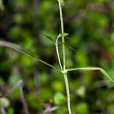 Image result for Stellaria sennii