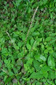 Image result for Cyathula