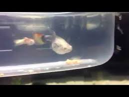 So … you can give it to your dog to eat raw as long as you purée the zucchini for digestibility. How To Make Baby Guppy Food Organic Food