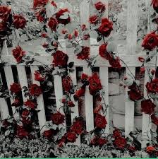 Aesthetic Red Background Nature Red And Red And White Aesthetics Image 7628824 On Favim Com | agustinmunoz offer daily download for free, fast and easy. aesthetic red background nature red