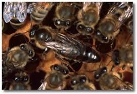 A bee that hatches out in spring or summer will wear. The Colony And Its Organization Mid Atlantic Apiculture Research And Extension Consortium