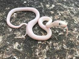 Leucistic Texas Rat Snake For Sale Blue Eyed Elaphe Obsoleta Lindheimeri Rat Snake Snakes For Sale Snake