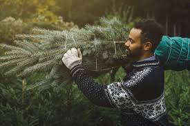 More images for how to keep a real christmas tree alive » Advice On Keeping A Christmas Tree Healthy For Up To Six Weeks Wsj