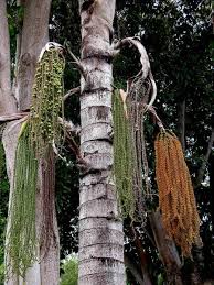 Image result for Caryota urens